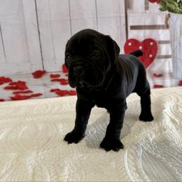 Sara - Black female Cane Corso puppy in Loogootee, Indiana from Walnut Creek Cane Corso