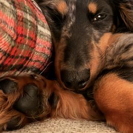 Dachshund All Grown Up from K&K Mini Doxies