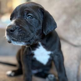 Phoebe Buffay - Black and white female Great Dane puppy in Howe, Texas from Bright Danes of Texas