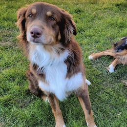 Australian Shepherds from East Valley Aussies