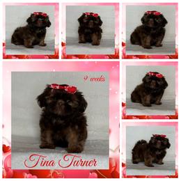 Ginger (Tina Turner) - Red female Shih Tzu puppy in Yelm, Washington from Lala's All Star Shih Tzu