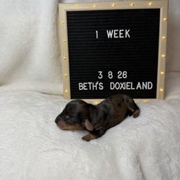Tej - Dapple male Dachshund puppy in Dickinson, Texas from Beth’s Doxieland