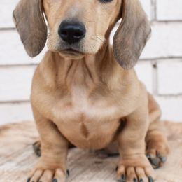 Jake - Dachshund