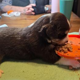 Iggy - Red tri-color male Miniature American Shepherd puppy in Vancouver, Washington from BonDrew's Miniature American Shepherds