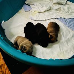 French Bulldog Puppies from Stratton Kennel
