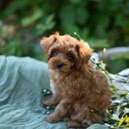 Alakay - Red male Cavapoo puppy in Deming, Washington from Heavenly Puppies to Love
