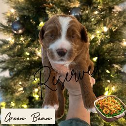 Green Bean - Red  male Goldendoodle puppy in Aubrey, Texas from The Parrish Doods