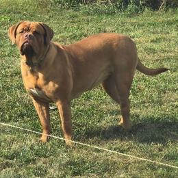 Hope - Dogue de Bordeaux
