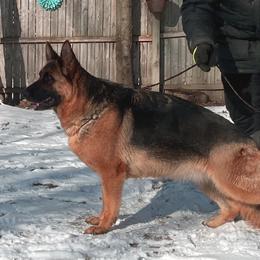 June - German Shepherd