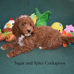 Juniper - Red female Cockapoo puppy in Hopkins, South Carolina from Sugar and Spice Cockapoos