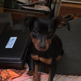 BLBKM2-Terquoise - Black and rust male Miniature Pinscher puppy in Middle Point, Ohio from Knisely's Min Pins-AKC