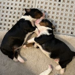 Australian Mountain Doodle and Bernedoodle Puppies from Boxwood Doodles