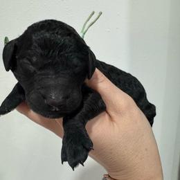 Sprout - Black male Goldendoodle puppy in Waterloo, Illinois from Ashly Miller