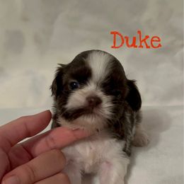 Duke - Chocolate male Shih Tzu puppy in California from Fairy Tails Shih Tzus CA