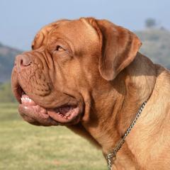 Dogues de Bordeaux from SinCity DDB