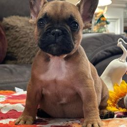 French Bulldog Puppies from Scarlet Sons Frenchies