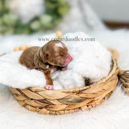 Brown Male - Red  male Goldendoodle puppy in Cedar City, Utah from Cedar Doodles- Home of the Teddybear Goldendoodle