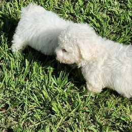 Boy 3 - White male Bichon Frise puppy in Selma, North Carolina from Havenkennels