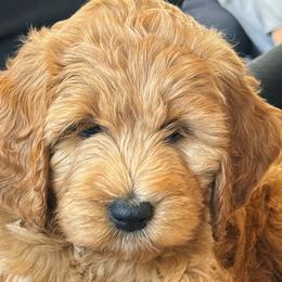 Goldendoodles from GTA Mapledoodles