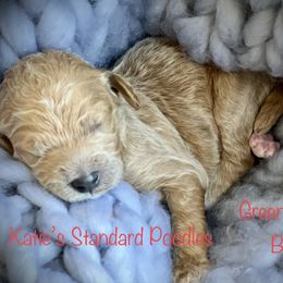 Poodle Puppies from Katie’s Standard Poodles