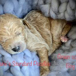 Poodle Puppies from Katie’s Standard Poodles