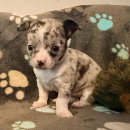 Gucci (tiny runt) AKC - Merle female Chihuahua puppy in Seneca, Missouri from Stephanie’s Puppy Colony