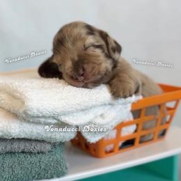 Zote - Dapple male Dachshund puppy in Chandler, Arizona from Vonaducci Doxies, LLC.