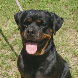 6th female - Black and mahogany female Rottweiler puppy in Hamburg, New York from World Class Rottweilers And French bulldogs