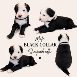 Black collar - Black and white male Sheepadoodle puppy in Mesa, Arizona from Desert Sheepies and Doodles