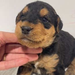 Black - Black and tan female Airedale Terrier puppy in Castle Rock, Washington from Seaquest Airedales