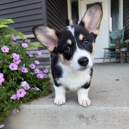 Girl 1 - Black and tan female American Corgi puppy in Oxford, Iowa from Burns Corgis
