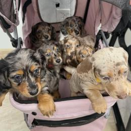 Dachshund puppies from Wiggles & Wags Dachshund's