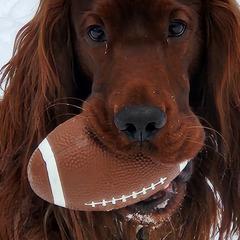 Irish Setters from Candia Woods Irish Setters