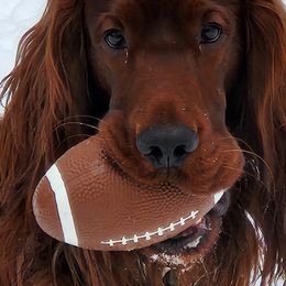 Irish Setters from Candia Woods Irish Setters
