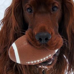 Irish Setters from Candia Woods Irish Setters