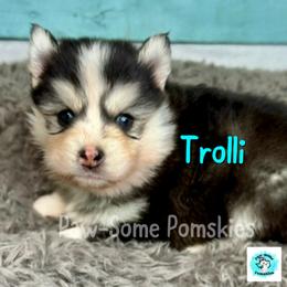 Trolli - Black and white male Pomsky puppy in Krum, Texas from Paw-Some Pomskies