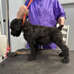 Black Russian Terrier Puppies from Nova Noir