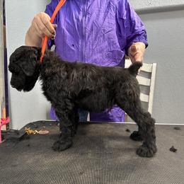 Black Russian Terrier Puppies from Nova Noir
