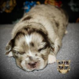 Australian Shepherd Puppies from HP Aussie Kennels