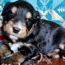 Aussiedoodles, Australian Mountain Doodles, Bernedoodles, and Miniature American Shepherds from Rose Creek Mini Aussies and doodles