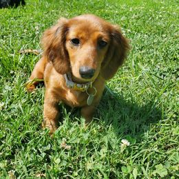 Dachshund Puppies from Dumbledore's AKC Mini Dachshunds