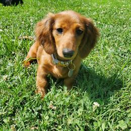 Dachshund Puppies from Dumbledore's AKC Mini Dachshunds