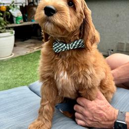 Charlie - Red  male Goldendoodle puppy in Los Gatos, California from Willow & Rose Doodles