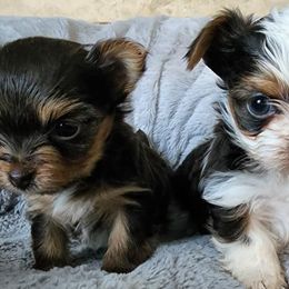 Yorkshire Terriers from Yorkies by the Pound
