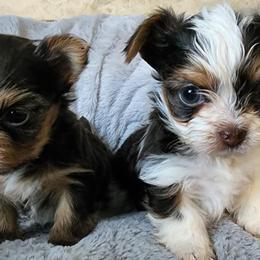 Yorkshire Terriers from Yorkies by the Pound