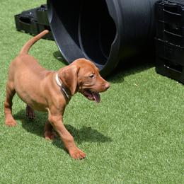 Mr Grey - Golden rust male Vizsla puppy in Lexington, Kentucky from Summit Vizsla (we can deliver to you)