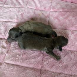 Freya   (Janet) - Cream female Dachshund puppy in Wolf Lake, Indiana from Canisteo Dachshunds