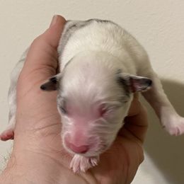Girl 3 - Australian Shepherd puppy in Tulsa, Oklahoma from Lucky Penny Aussies and Lucky Penny Transport