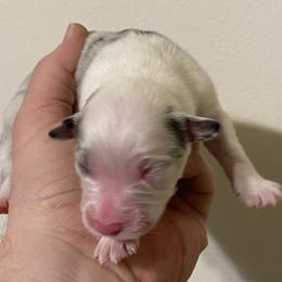 Girl 3 - Australian Shepherd puppy in Tulsa, Oklahoma from Lucky Penny Aussies and Lucky Penny Transport