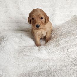 Brown - Red  male Goldendoodle puppy in Cumming, Georgia from Chattahoochee Kennels